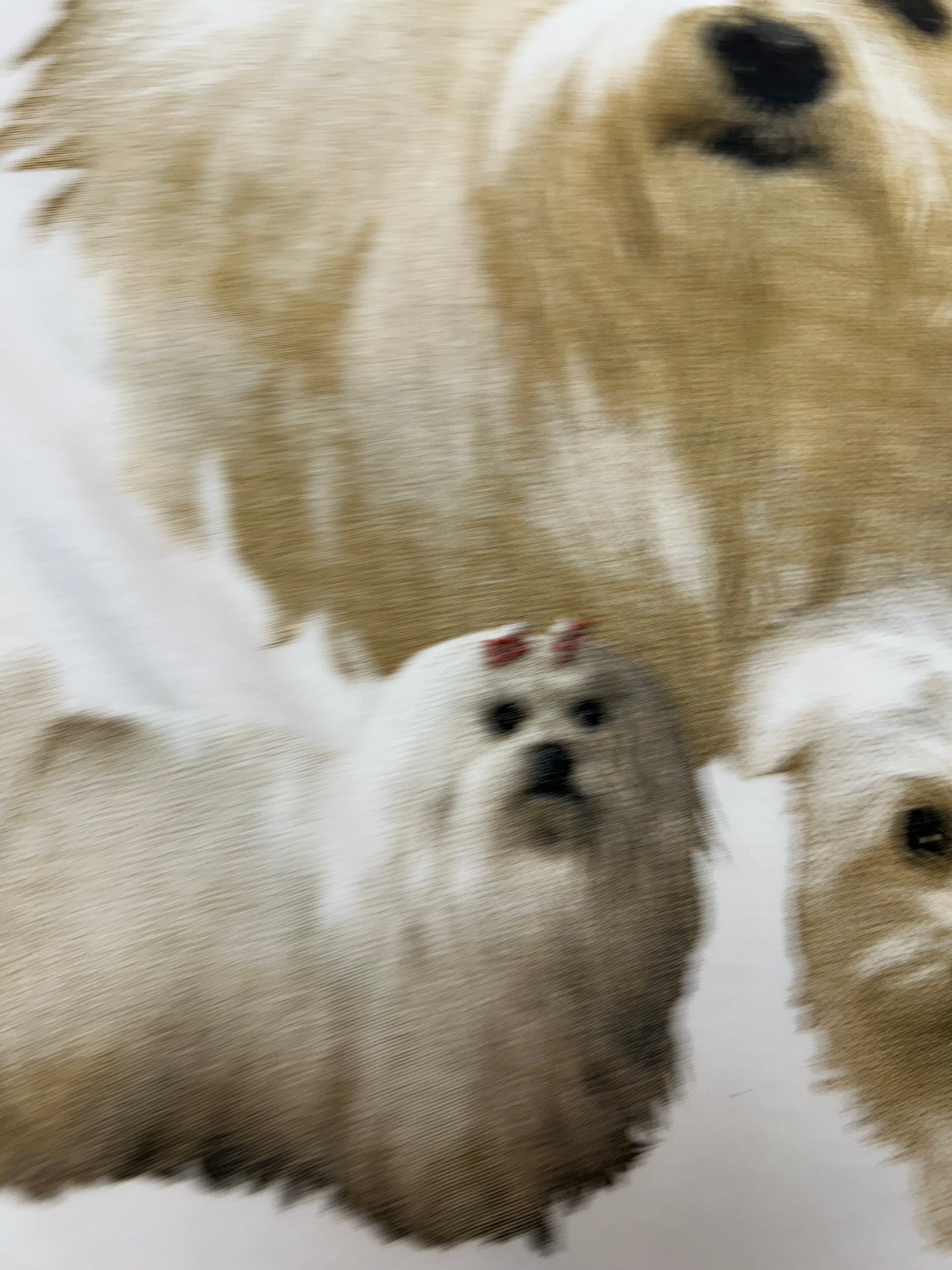 Vintage 00s Dog Print Tee Medium 20.25x26.75 Inches As Is White